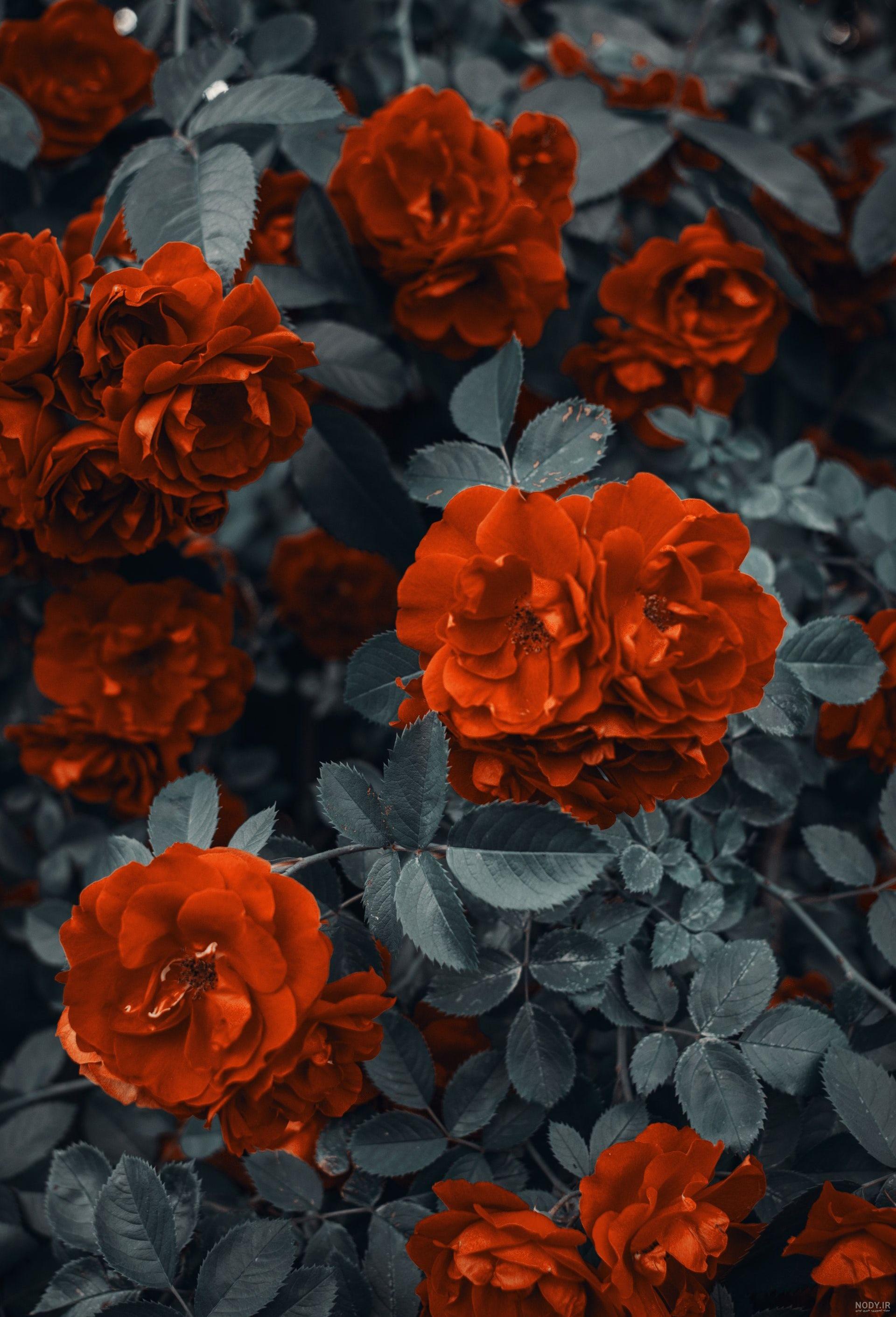 عکس گل رز قرمز برای تصویر زمینه گوشی عکس گل رز قرمز برای تصویر زمینه گوشی