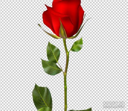 عکس گل رز قرمز عاشقانه + عکس گل رز قرمز با زمینه مشکی عکس گل رز قرمز عاشقانه + عکس گل رز قرمز با زمینه مشکی
