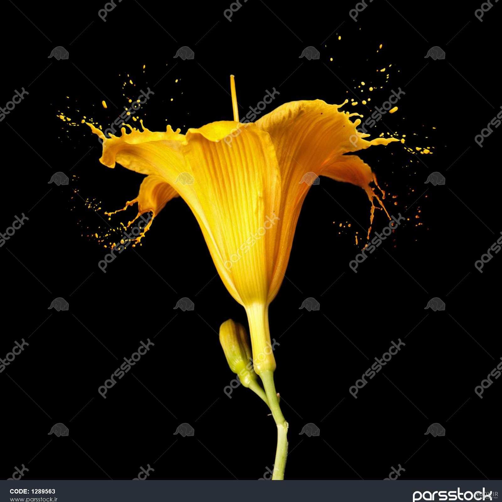 عکس گل رز مشکی برای تصویر زمینه