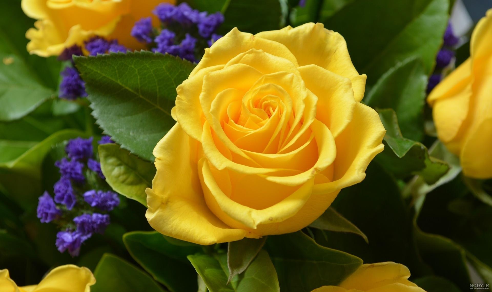 عکس گل زرد زیبا