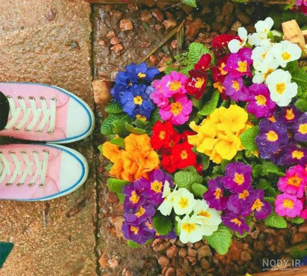 عکس گل های زیبا طبیعی
