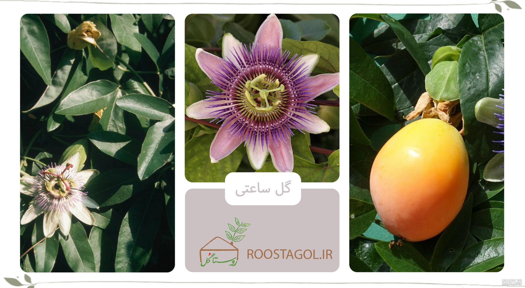 عکس گل ساعتی خشک