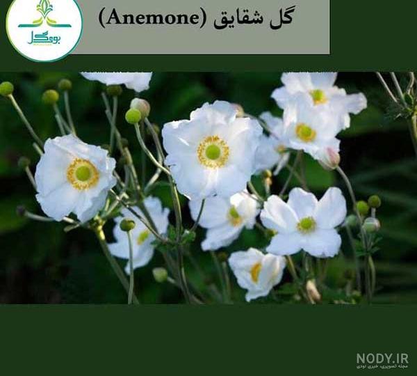عکس گل شقایق ابی عکس گل شقایق ابی