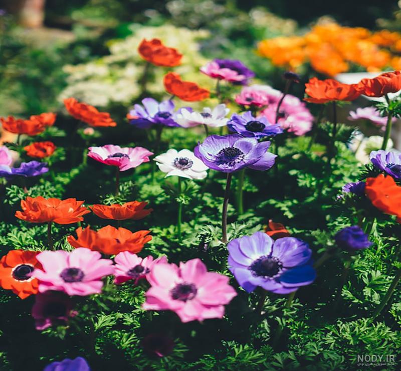 عکس گل شقایق نعمانی عکس گل شقایق نعمانی