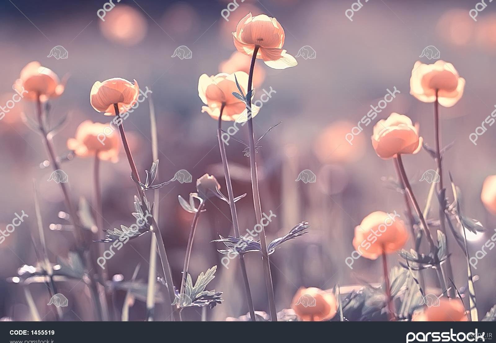 عکس گل و طبیعت زیبا برای پروفایل