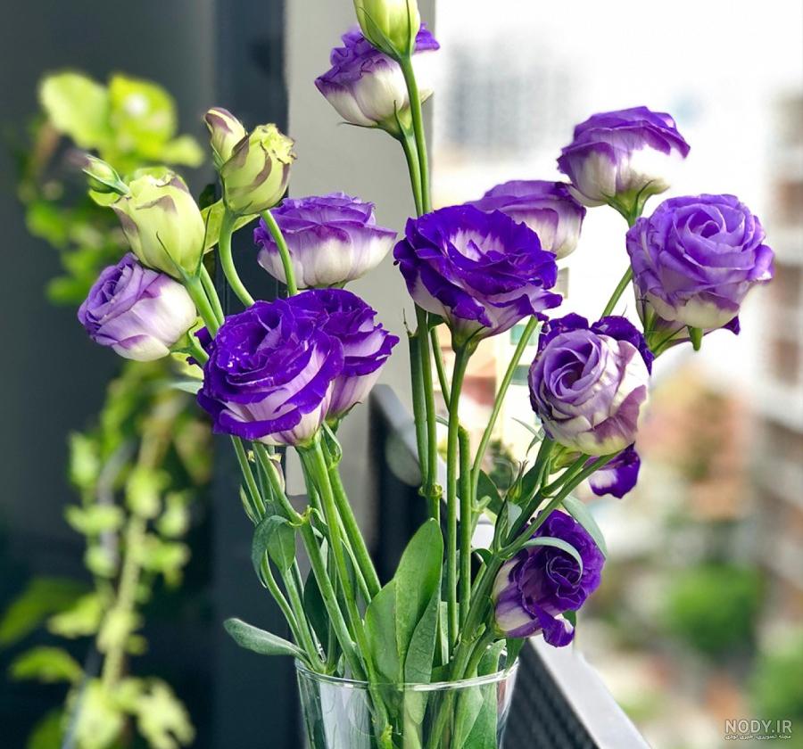 عکس گل طبیعی با گلدون - عکس نودی