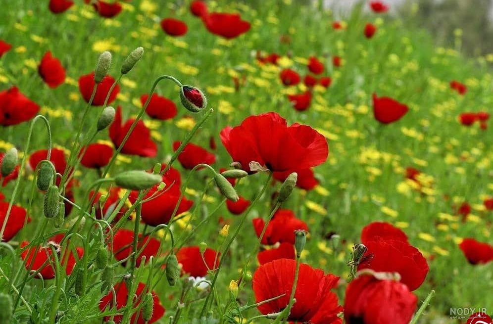عکس گل های طبیعی و زیبا مخصوصا گل رز در انواع رنگ