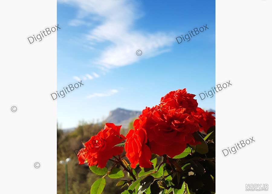 عکس گل فوق العاده زیبا برای پروفایل | تصاویر جذاب ترین گل های جهان