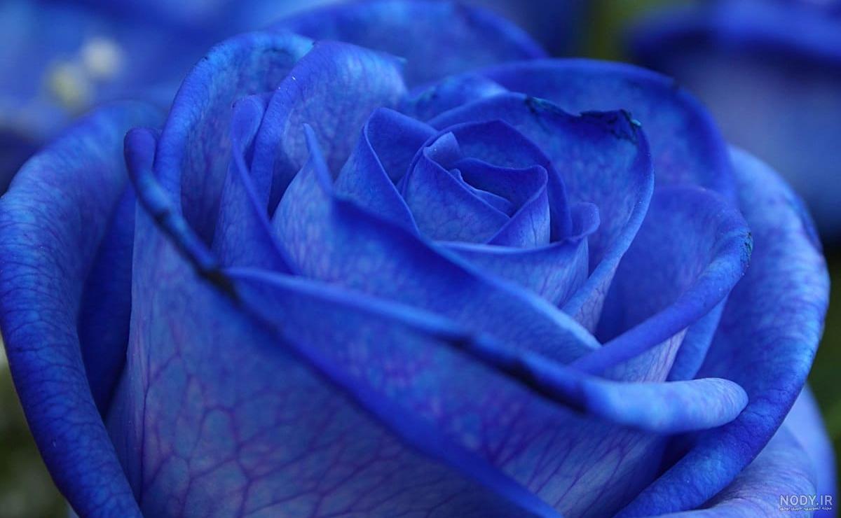 عکس گل فیروزه ای رنگ