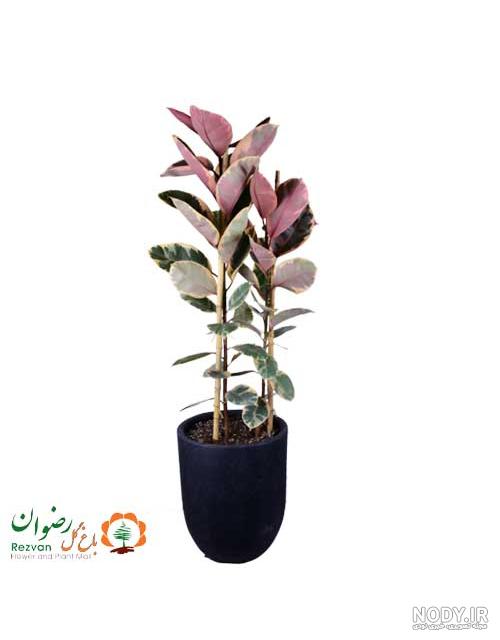 عکس گل فیکوس شرابی