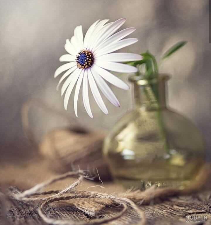 عکس گل های قشنگ برای پروفایل