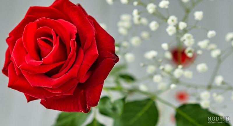 عکس گل و قلب زیبا برای پروفایل