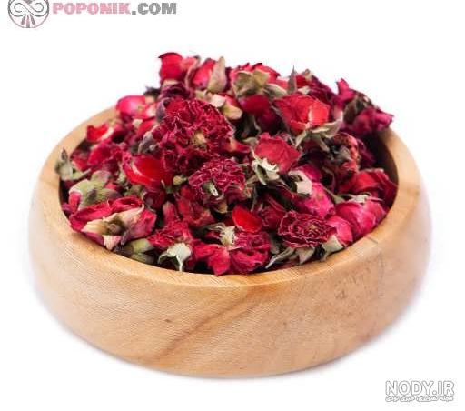 عکس گل نسترن عکس گل نسترن