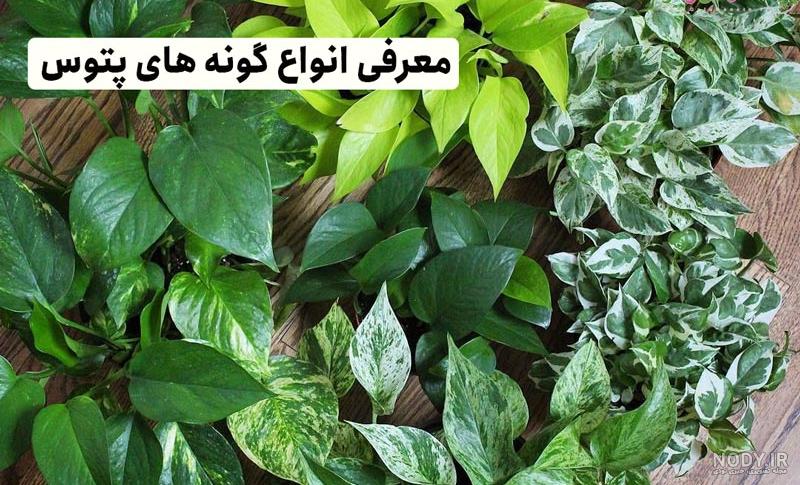 عکس گل پتوس حصیری