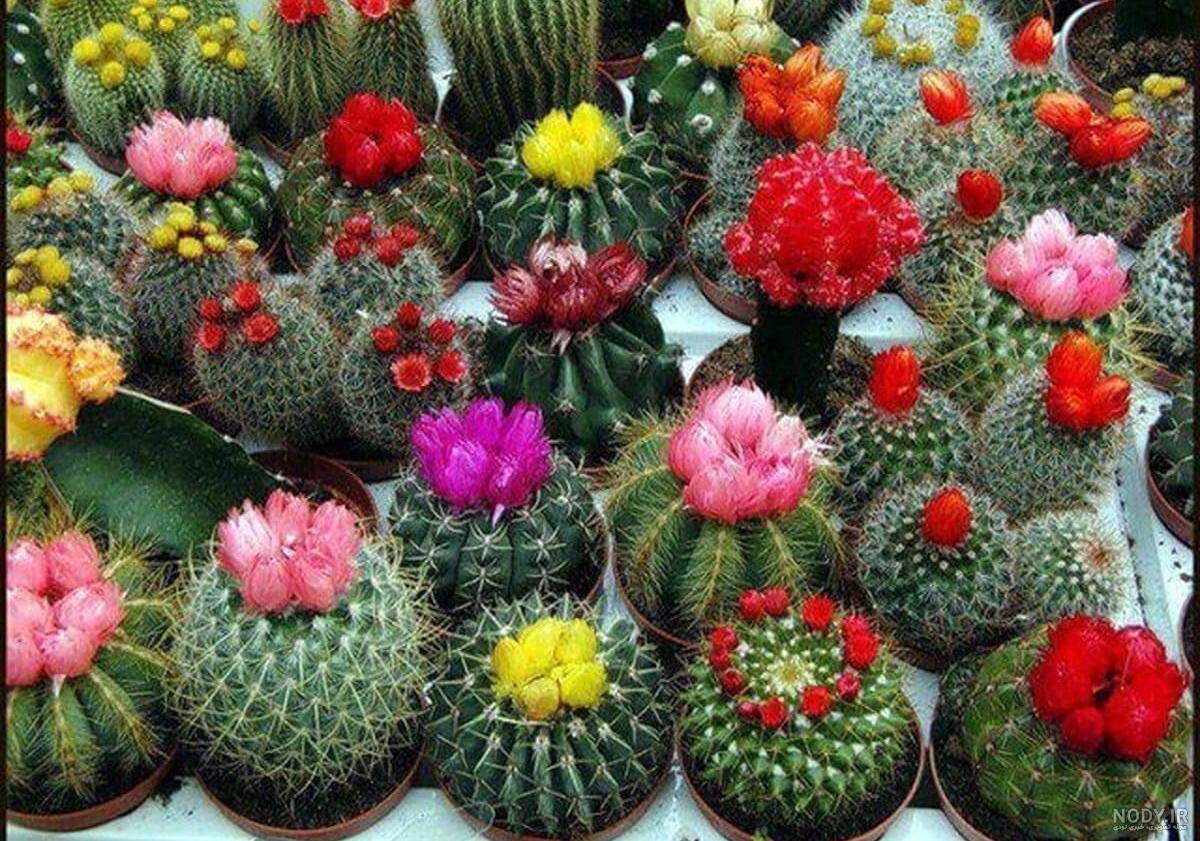 عکس گل کاکتوس