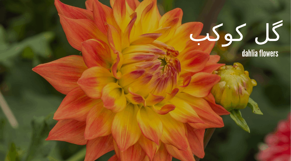 عکس گل کوکب سفید عکس گل کوکب سفید