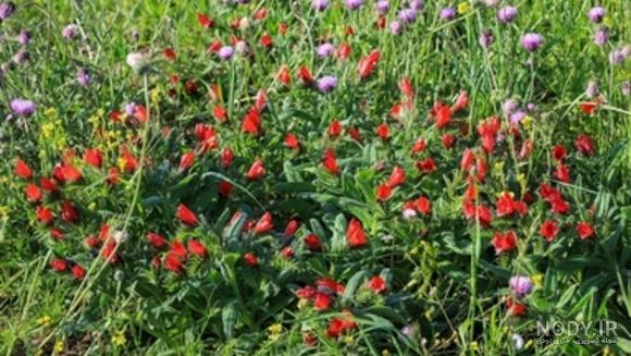 عکس گل گاو زبان کوهی عکس گل گاو زبان کوهی
