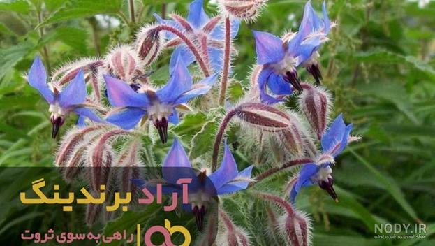 عکس گل گاوزبان وحشی عکس گل گاوزبان وحشی