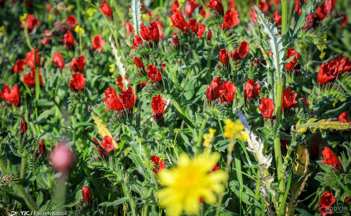 عکس: گل گاوزبان؛ معجزه دارویی عکس: گل گاوزبان؛ معجزه دارویی
