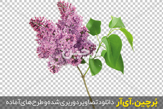 عکس گل یاس برای پروفایل عکس گل یاس برای پروفایل