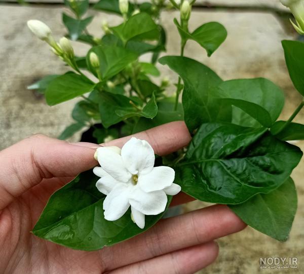 عکس گل یاس سفید زیبا