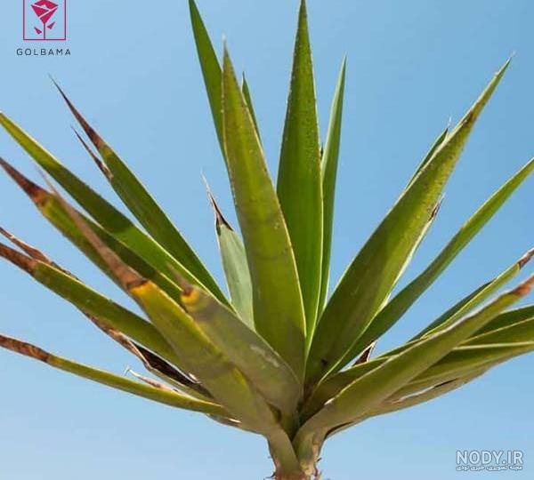 عکس گل یوکای عکس گل یوکای