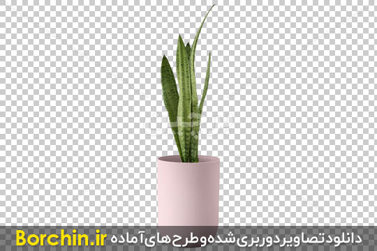 عکس گلدان گل صورتی خوشگل pink flower pot