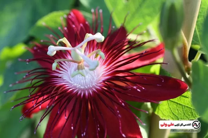 عکس گیاه گل ساعتی