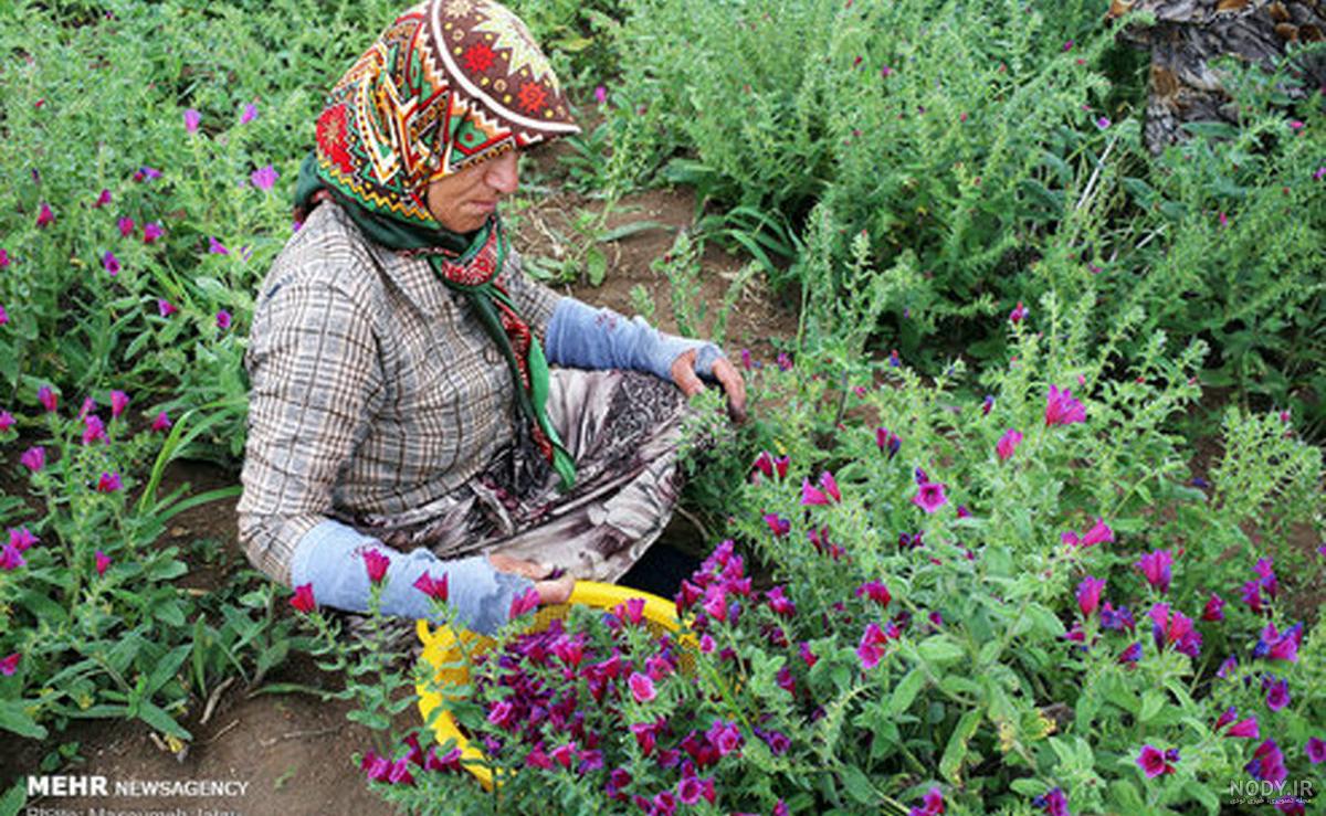 عکس های گیاه گل گاوزبان عکس های گیاه گل گاوزبان