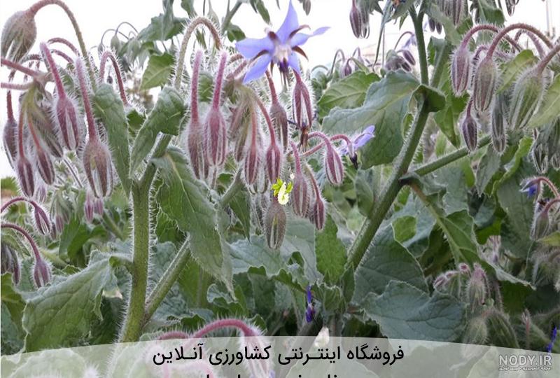 عکس گیاه گل گاوزبان وحشی عکس گیاه گل گاوزبان وحشی