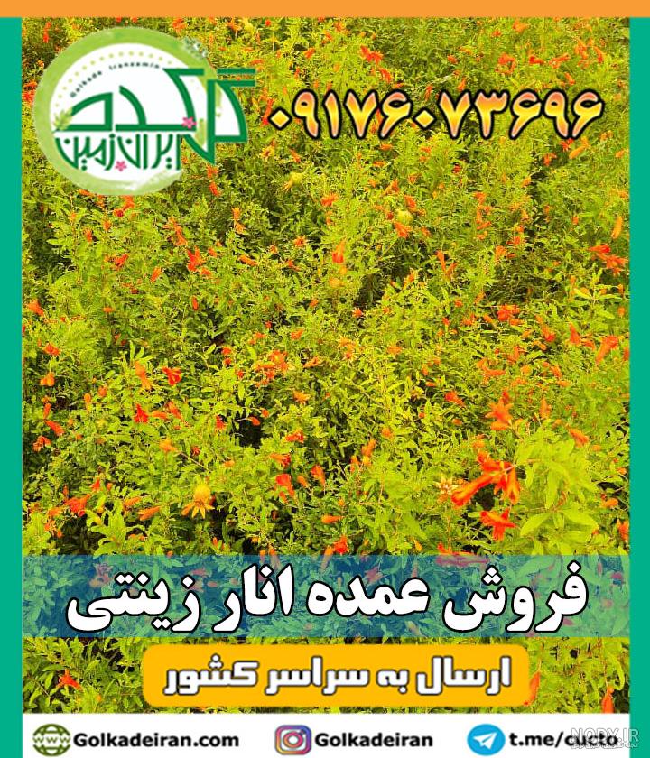 فروش انار زینتی فروش انار زینتی