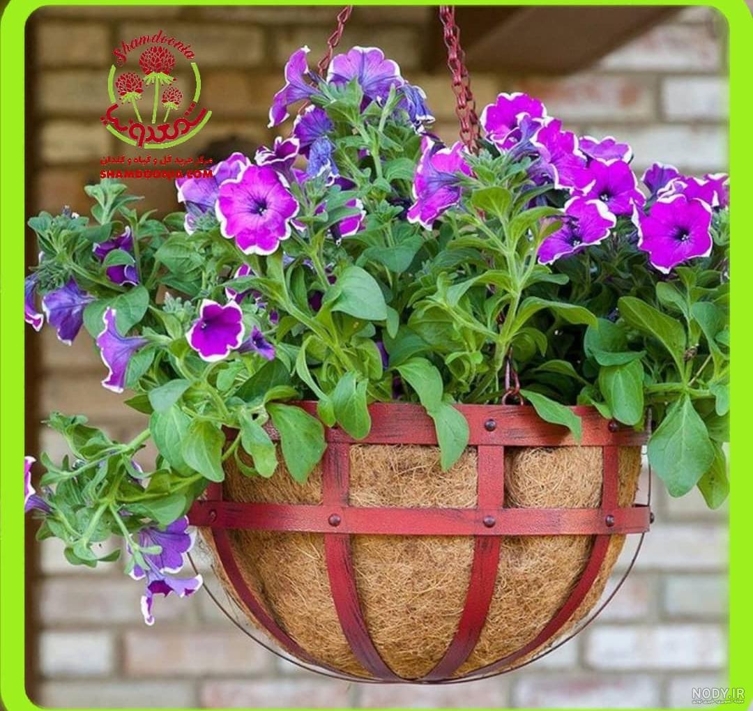 فروش گیاه اطلسی مکزیکی فروش گیاه اطلسی مکزیکی
