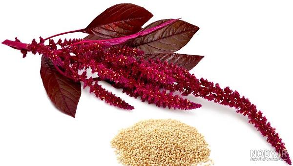 فواید و خواص گیاه تاج خروس شگفت انگیز است + روش مصرف فواید و خواص گیاه تاج خروس شگفت انگیز است + روش مصرف