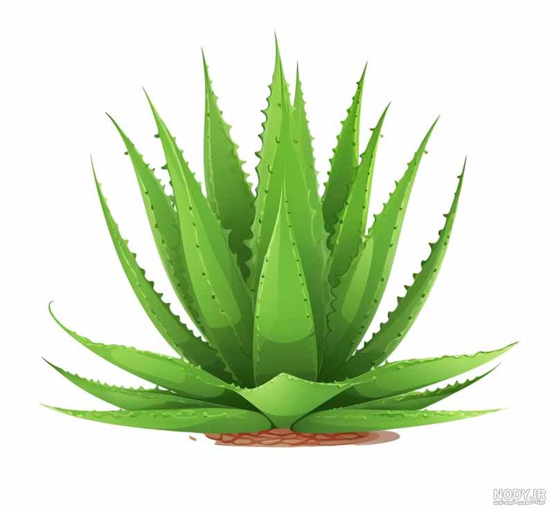 فوراور ایران | انواع آلوئه ورا: بررسی بیش از 12 نژاد آلوورا فوراور ایران | انواع آلوئه ورا: بررسی بیش از 12 نژاد آلوورا