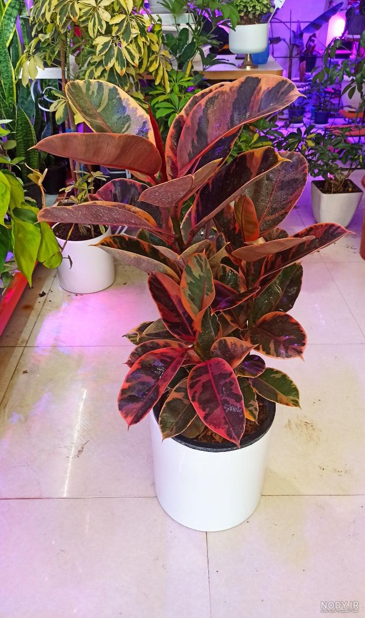 فیکوس لیراتا ؛ گیاهی برای دکوراسیون خانگی - مشرق نیوز