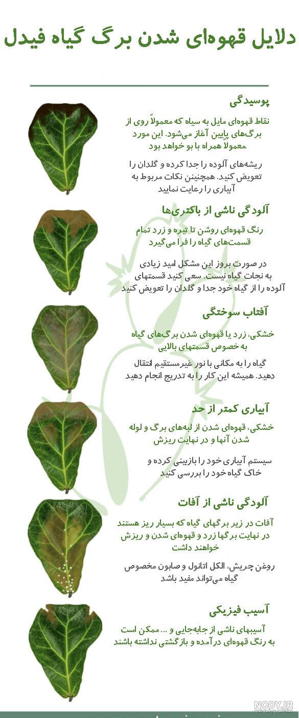 فیکوس لیراتا؛ شرایط نگهداری، روش تکثیر و نکات مراقبت از آن - ستاره