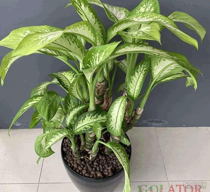 قیمت و خرید دیفن باخیا سگوین 🌱 ارتفاع 35-40 سانت