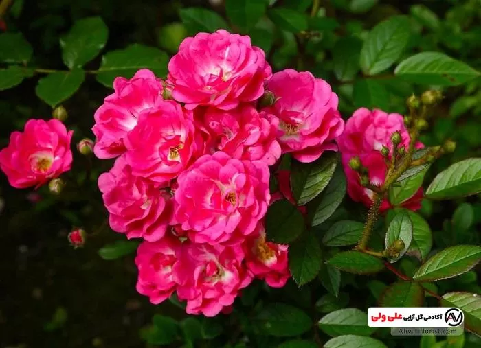 قیمت و خرید عمده گل نسترن | 25 شهریور