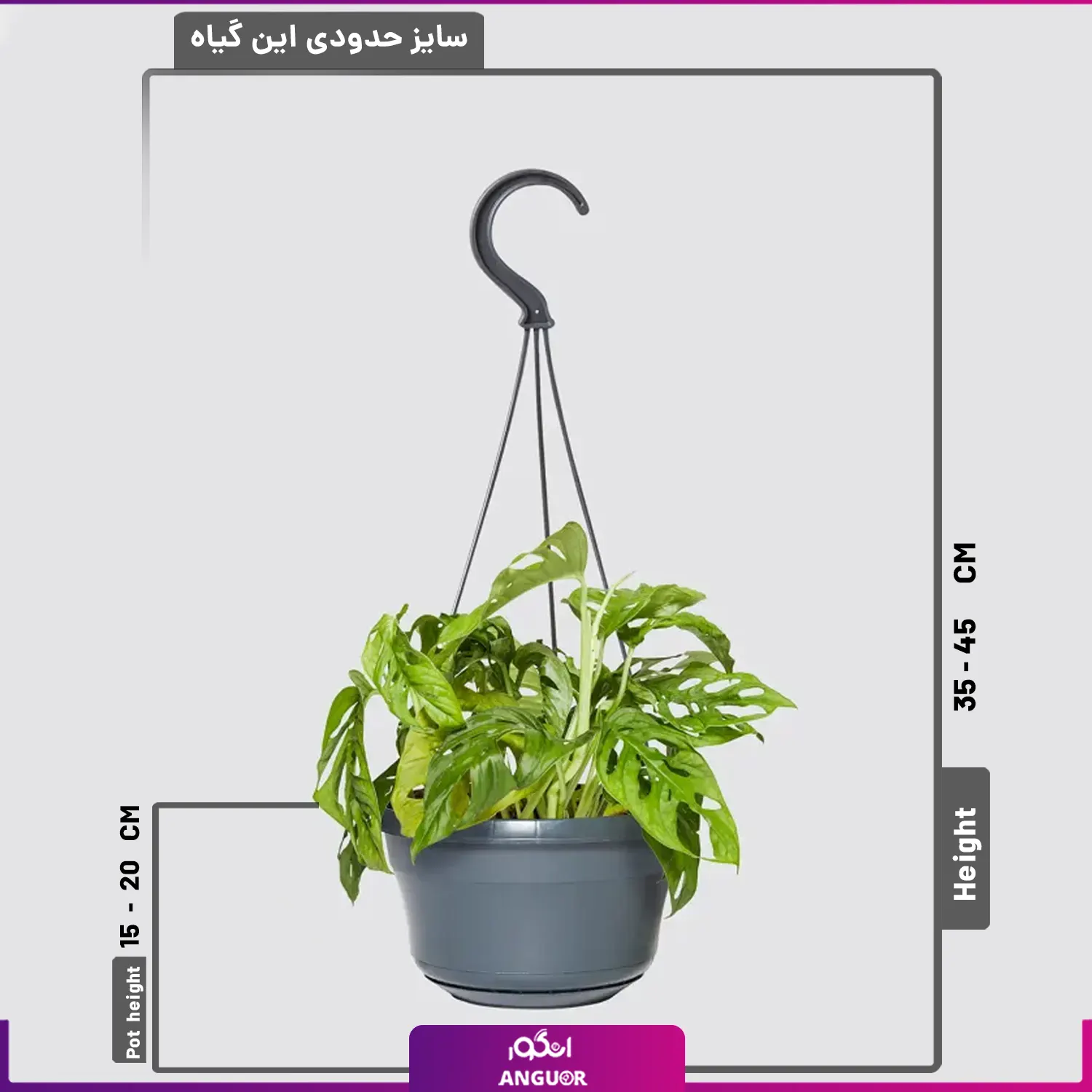 قیمت و خرید گیاه پتوس حصیری قیم دار یا مونسترا آدانسونی