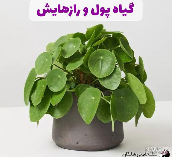 مراقبت و نگهداری از گل پول چینی | گلدان مناسب گیاه پول چینی