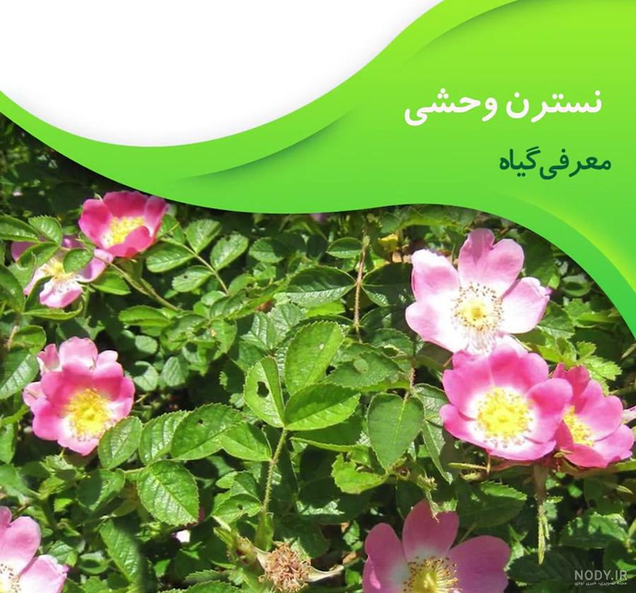 مشخصات، قیمت و خرید نسترن قشقایی (رز رونده) | فروشگاه اینترنتی گل و گیاه نارگیل مشخصات، قیمت و خرید نسترن قشقایی (رز رونده) | فروشگاه اینترنتی گل و گیاه نارگیل