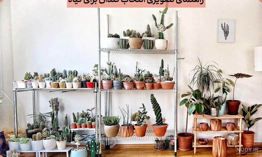 معرفی انواع گلهای آپارتمانی و ویژگی هر کدام + عکس معرفی انواع گلهای آپارتمانی و ویژگی هر کدام + عکس
