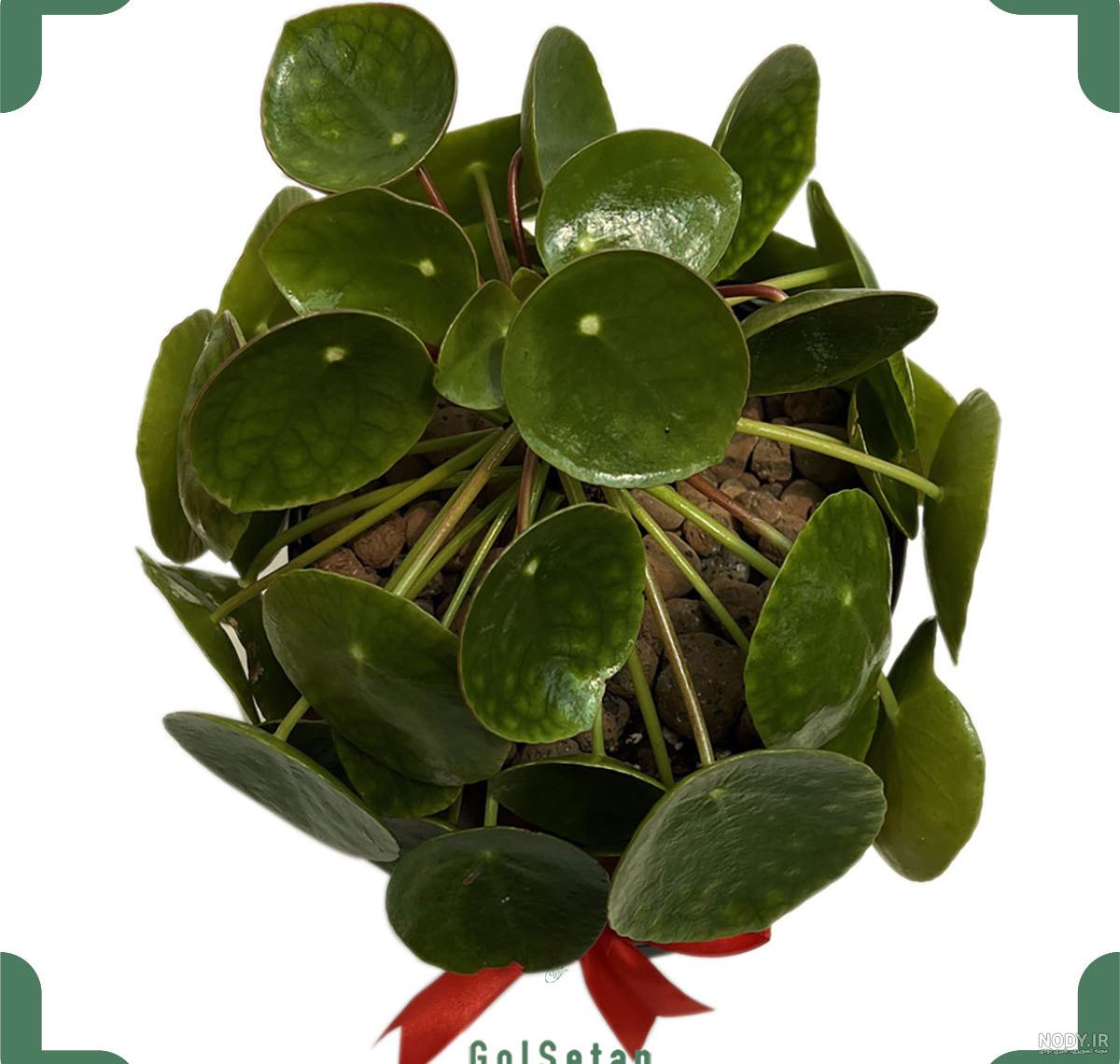 معرفی و نگهداری گیاه پول چینی (Pilea peperomioides) + تمام نکات به همراه  تکثیر | گل من و تو
