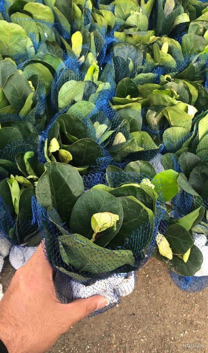 معرفی و پرورش فیکوس لیراتا | بازار بین المللی گل و گیاه سپاهان + فروشگاه  اینترنتی ارگ گل