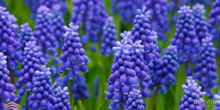 معرفی گل سنبل(Hyacinth) و تاریخپه آن |گُل‌سِتان