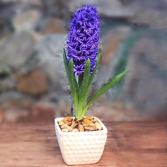 معرفی گل سنبل(Hyacinth) و تاریخپه آن |گُل‌سِتان