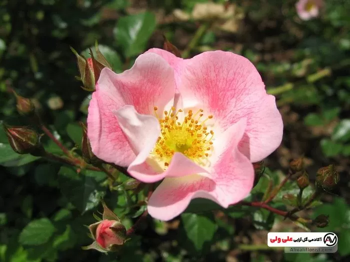 معرفی گیاه نسترن یا زر وحشی و بیان عادات رشد و فیزیولوژی گیاه معرفی گیاه نسترن یا زر وحشی و بیان عادات رشد و فیزیولوژی گیاه