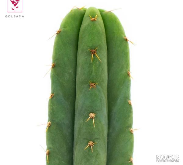 نازبو | انواع کاکتوس خانگی با عکس و نام