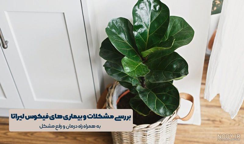 نحوه مراقبت از گل فیکوس لیراتا|۶ عامل موثر در رشد گیاه