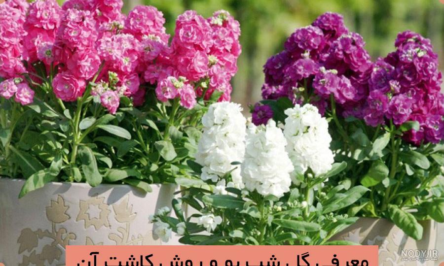 نحوه نگهداری گل شب بو | گل گیفت نحوه نگهداری گل شب بو | گل گیفت